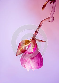 Blossoming of magnolia pink  flowers in spring time