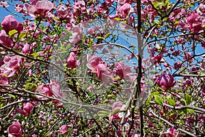 Blossoming of magnolia Soulangeana in spring