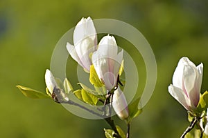 The blossoming magnolia of Sulanzha (Magnolia Ã—soulangeana Soul