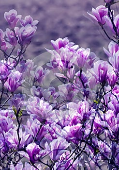 Blossoming magnolias, multiple exposures. Flowering magnolia tree in spring. Vivid violet colors. Artistic style photo