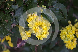 Blossoming mahonia in the garden