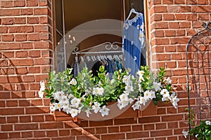 The blossoming mandevilla friable Mandevilla laxa Lindl. in shop-front