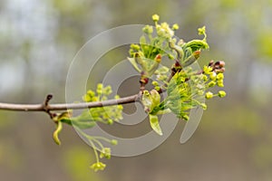 Blossoming maple tree branch.