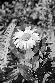 Blossoming matricaria flower, black and white photo