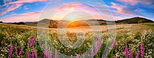 Blossoming meadow sunset panorama