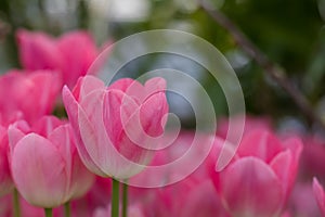 Blossoming Mickey Chic pink tulips, selective focus, spring postcard background concept.