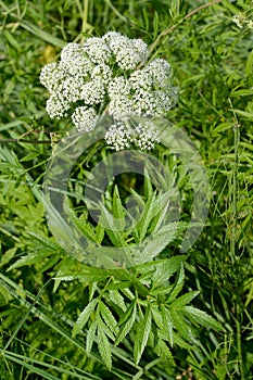 Blossoming milestones poisonous Cicuta virosa L