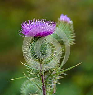 Blossoming Milk Thistle flower. Milk Thistle `Silybum marianum`. Also known as Marian`s Thistle, St. Mary`s Thistle, Holy Thistle