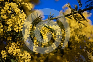 Blossoming of mimosa tree (Acacia dealbata, silver wattle) close up in spring, bright yellow flowers