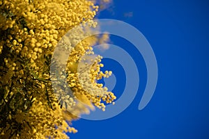 Blossoming of mimosa tree (Acacia dealbata, silver wattle) close up in spring, bright yellow flowers