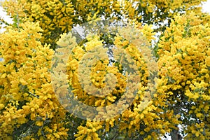 Blossoming of mimosa tree. Acacia podalyriifolia, yellow flowers in blooming