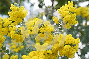 Blossoming of mimosa tree. Acacia podalyriifolia, yellow flowers in blooming