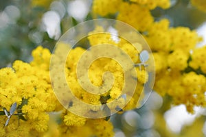 Blossoming of mimosa tree. Acacia podalyriifolia, yellow flowers in blooming