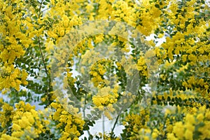 Blossoming of mimosa tree. Acacia podalyriifolia, yellow flowers in blooming