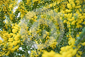 Blossoming of mimosa tree. Acacia podalyriifolia, yellow flowers in blooming