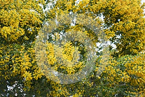 Blossoming of mimosa tree. Acacia podalyriifolia, yellow flowers in blooming