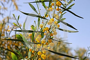 Blossoming of mimosa tree. Acacia pycnantha close up in spring, bright yellow flowers, coojong, golden wreath wattle