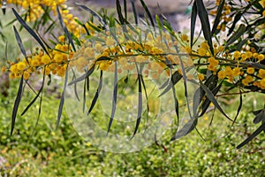 Blossoming of mimosa tree. Acacia pycnantha close up in spring, bright yellow flowers, coojong, golden wreath wattle