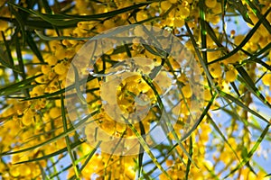 Blossoming of mimosa tree Acacia pycnantha, golden wattle close up in spring, bright yellow flowers, coojong