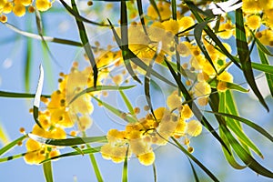 Blossoming of mimosa tree Acacia pycnantha, golden wattle close up in spring, bright yellow flowers, coojong