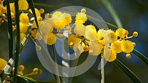 Blossoming of mimosa tree Acacia pycnantha, golden wattle close up in spring, bright yellow flowers, coojong