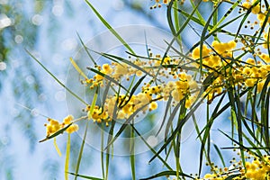 Blossoming of mimosa tree Acacia pycnantha, golden wattle close up in spring, bright yellow flowers, coojong