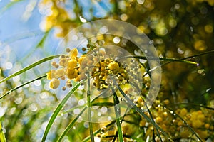 Blossoming of mimosa tree Acacia pycnantha, golden wattle close up in spring, bright yellow flowers, coojong, golden wreath wat