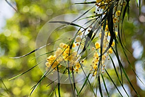 Blossoming of mimosa tree Acacia pycnantha, golden wattle close up in spring, bright yellow flowers, coojong, golden wreath wat