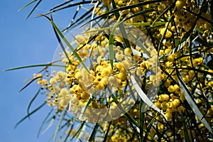 Blossoming of mimosa tree Acacia pycnantha,  golden wattle close up in spring, bright yellow flowers, coojong, golden wreath wat