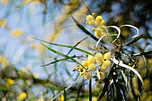 Blossoming of mimosa tree Acacia pycnantha,  golden wattle close up in spring, bright yellow flowers, coojong, golden wreath wat