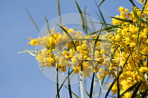 Blossoming of mimosa tree Acacia pycnantha,  golden wattle close up in spring, bright yellow flowers, coojong, golden wreath wat