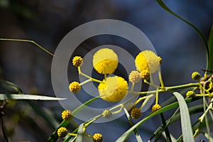 Blossoming of mimosa tree Acacia pycnantha,  golden wattle close up in spring, bright yellow flowers, coojong, golden wreath wat