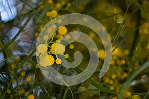 Blossoming of mimosa tree Acacia pycnantha,  golden wattle close up in spring, bright yellow flowers, coojong, golden wreath wat