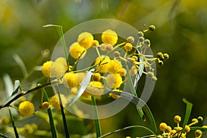 Blossoming of mimosa tree Acacia pycnantha,  golden wattle close up in spring, bright yellow flowers, coojong, golden wreath wat