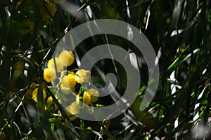 Blossoming of mimosa tree Acacia pycnantha,  golden wattle close up in spring, bright yellow flowers, coojong, golden wreath wat