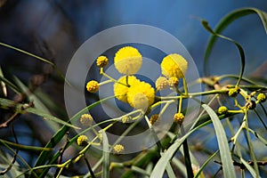 Blossoming of mimosa tree Acacia pycnantha,  golden wattle close up in spring, bright yellow flowers, coojong, golden wreath wat