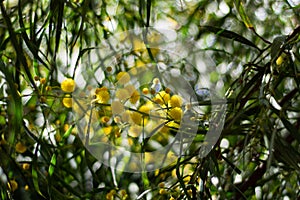 Blossoming of mimosa tree Acacia pycnantha,  golden wattle close up in spring, bright yellow flowers, coojong, golden wreath wat