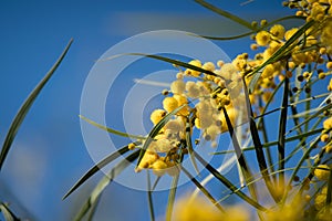 Blossoming of mimosa tree Acacia pycnantha,  golden wattle close up in spring, bright yellow flowers, coojong, golden wreath wat