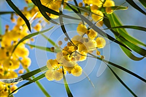 Blossoming of mimosa tree Acacia pycnantha, golden wattle close up in spring, bright yellow flowers, coojong