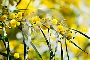 Blossoming of mimosa tree Acacia pycnantha, golden wattle close up in spring, bright yellow flowers, coojong, golden wreath wat photo