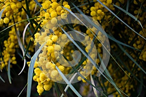 Blossoming of mimosa tree,  golden wattle close up in spring, bright yellow flowers, acacia flowers