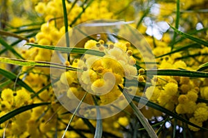 Blossoming of mimosa tree,  golden wattle close up in spring, bright yellow flowers, acacia flowers