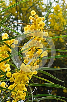 Blossoming of mimosa tree,  golden wattle close up in spring, bright yellow flowers, acacia flowers