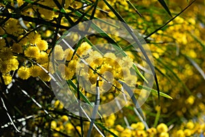 Blossoming of mimosa tree,  golden wattle close up in spring, bright yellow flowers, acacia flowers