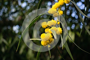 Blossoming of mimosa tree,  golden wattle close up in spring, bright yellow flowers, acacia flowers