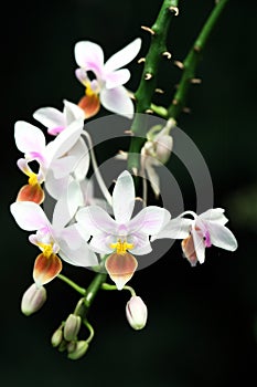 Blossoming Mini Orchid photo