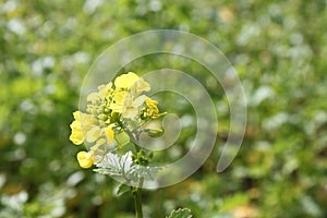 Blossoming  mustard on a field photo