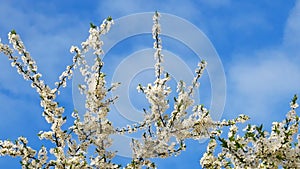 Blossoming of Myrobalan plum