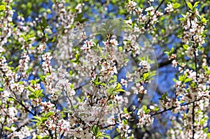 Blossoming nanking cherry