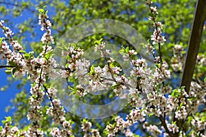 Blossoming nanking cherry